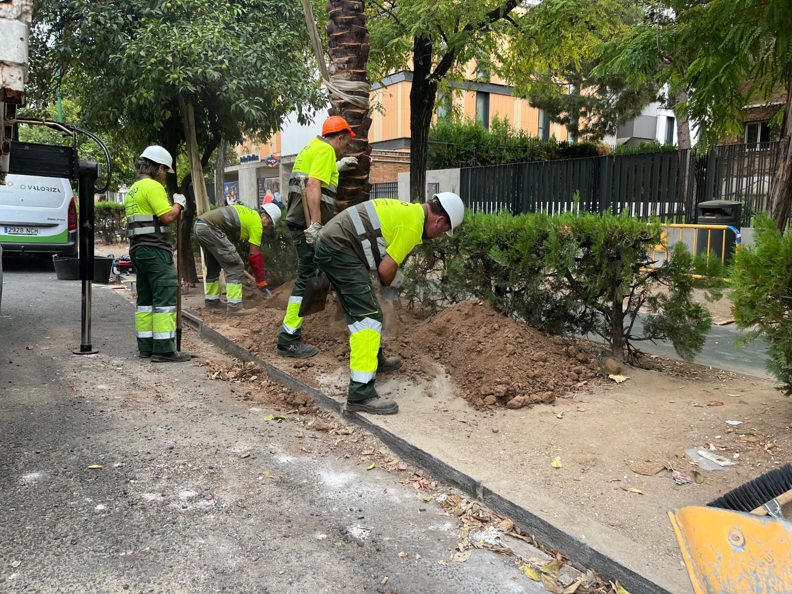 El Gobierno Municipal repone 44 palmeras en la Avenida de la Palmera dentro de su plan de mejora del arbolado urbano
