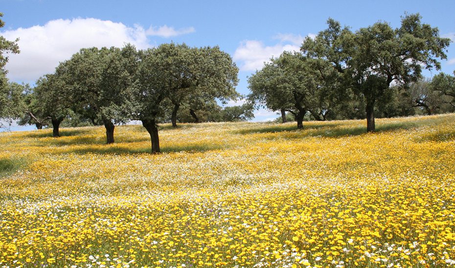 El Consejo de Gobierno aprueba el Proyecto de Ley para la Gestión Ambiental de Andalucía