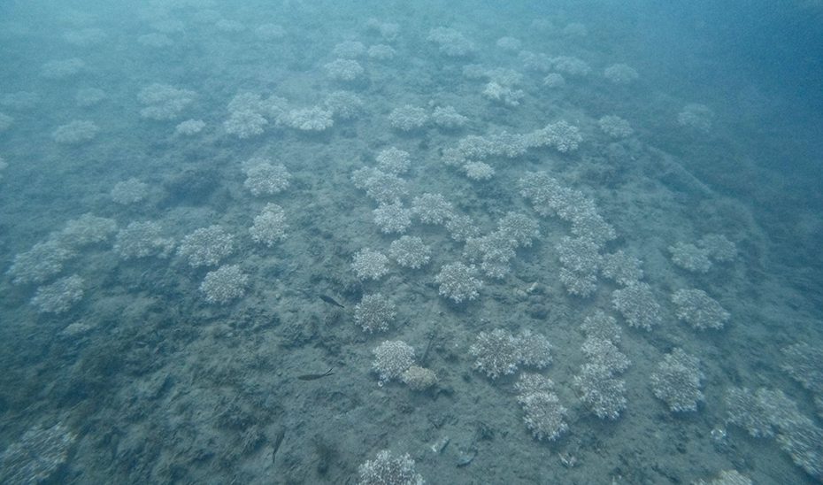 La Junta confirma la presencia de una nueva especie de medusa alóctona en el litoral andaluz