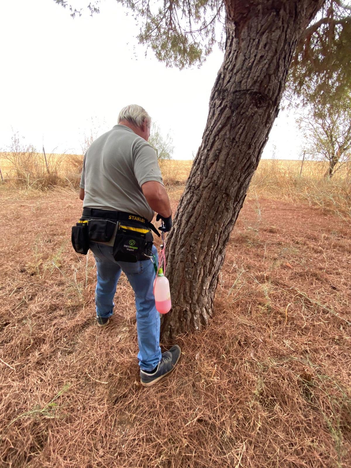 Nuevo tratamiento contra la procesionaria en los pinos de Palomares del Río