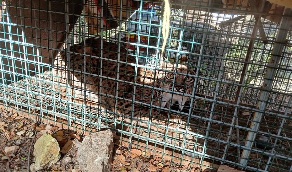 La Junta confirma un nuevo hito en la expansión natural del lince ibérico con el hallazgo de una hembra adulta en Cabra