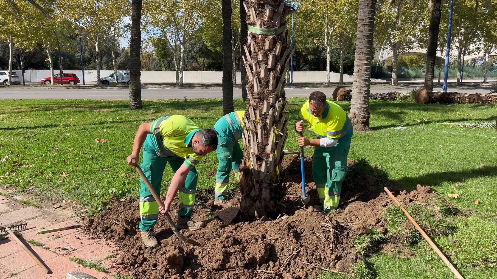 El Gobierno municipal planta 76 palmeras en la calle Marie Curie, en La Cartuja, y eleva a 495 las palmeras plantadas en la ciudad en los últimos cinco meses