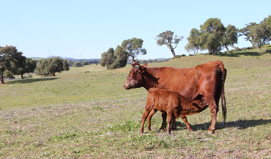 La Junta tramita ayudas por cerca de 600.000 euros para respaldar al sector ganadero de Andalucía
