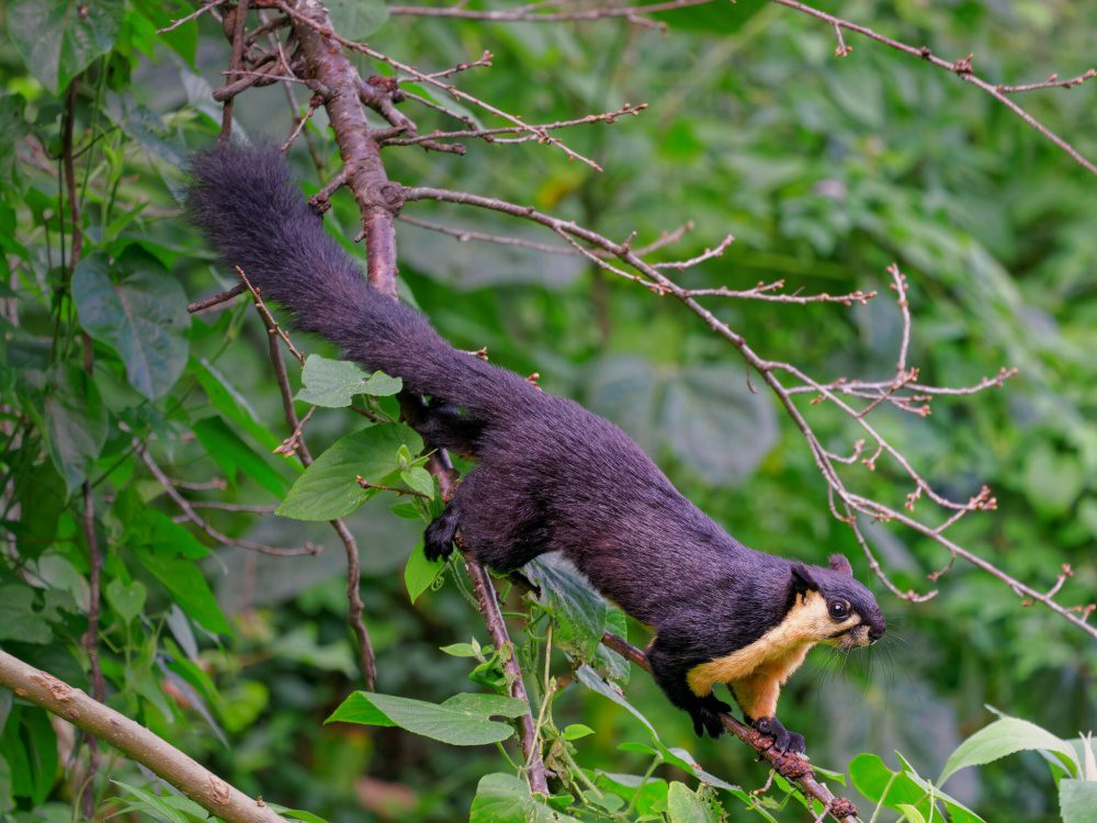 Los cambios ambientales del pasado impulsaron la aparición de nuevas especies
