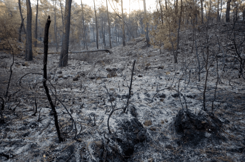 500 expertos firman una declaración que pide transformar el modelo de gestión de los incendios forestales