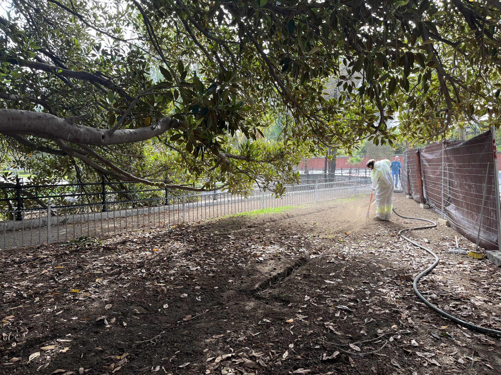 El Gobierno municipal mejora el estado del ficus de Palos de la Frontera con trabajos de descompactación del suelo para proteger su sistema radicular