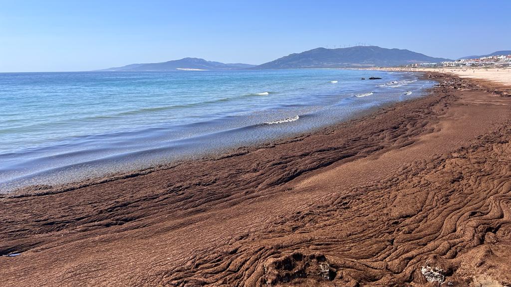 Un estudio de la US plantea transformar el ‘alga invasora’ de las costas en un biofertilizante para uso agrícola