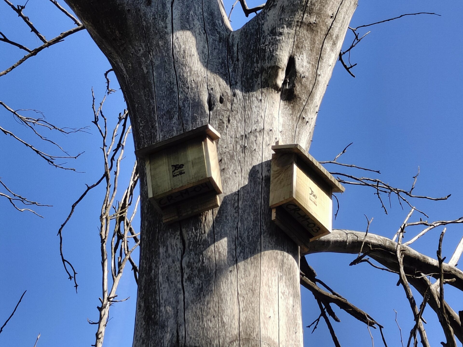 El Plan de la Diputación para la lucha integral contra el Virus del Nilo continúa con la instalación de cajas nido y refugios para los depredadores naturales de los mosquitos