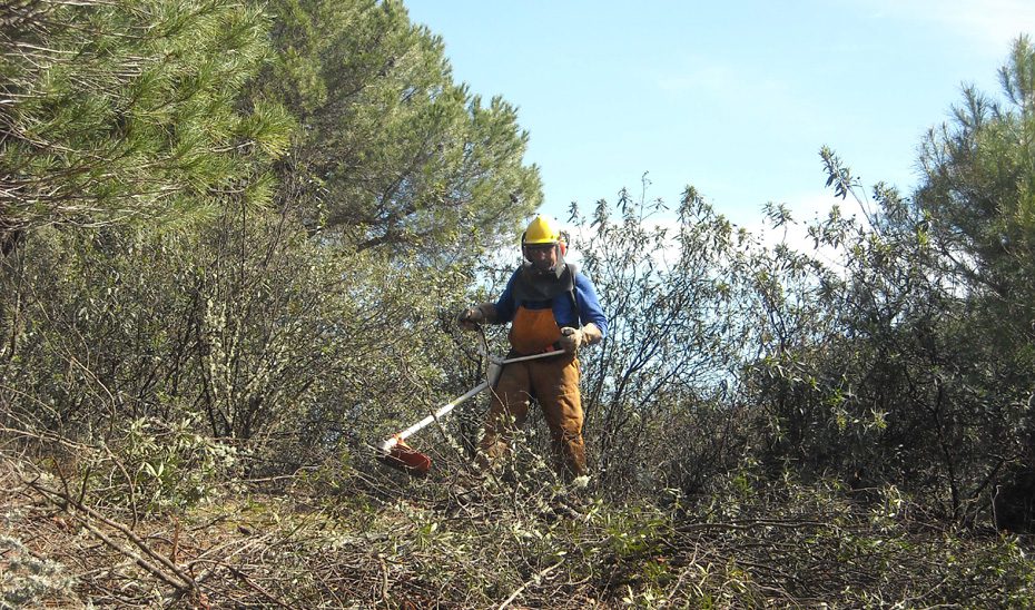 Aprobadas las bases de ayudas para inversiones destinadas a gestión forestal y prevenir incendios