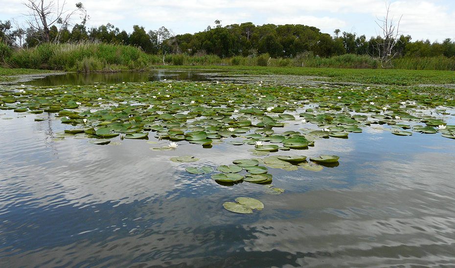 La Junta y la Fundación Moeve impulsan una restauración ambiental en la Laguna de las Madres