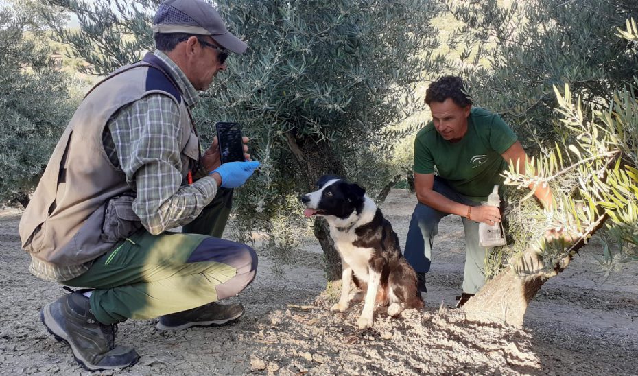 La Unidad Canina de la Junta, aliada clave en la reducción de la muerte de fauna por veneno