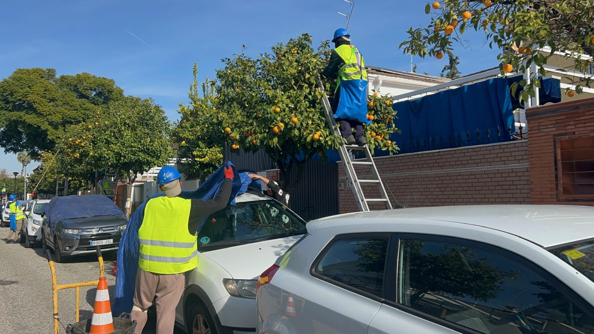 El Ayuntamiento prevé recoger cerca de siete millones de kilos de naranja amarga en la campaña 2025-2026