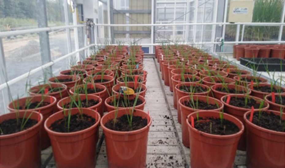 Investigadores andaluces obtienen cereales resistentes a la sequía y con bajo contenido en gluten