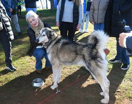 Cerca de 300 deportistas han participado en Alcalá de Guadaíra en la Copa de España de Mushing Sprint Tierra