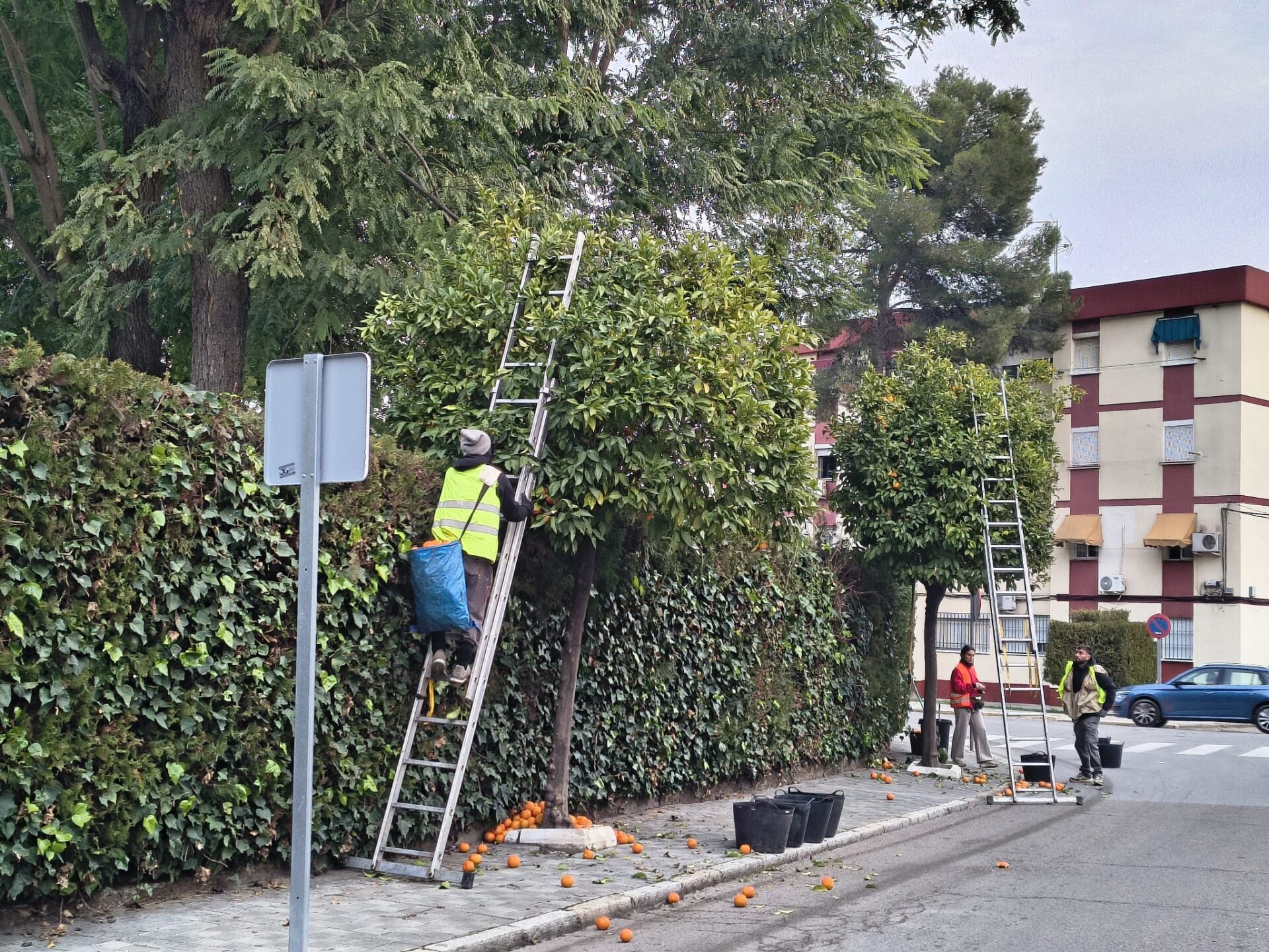 Muy avanzada la campaña anual de recogida de naranja amarga