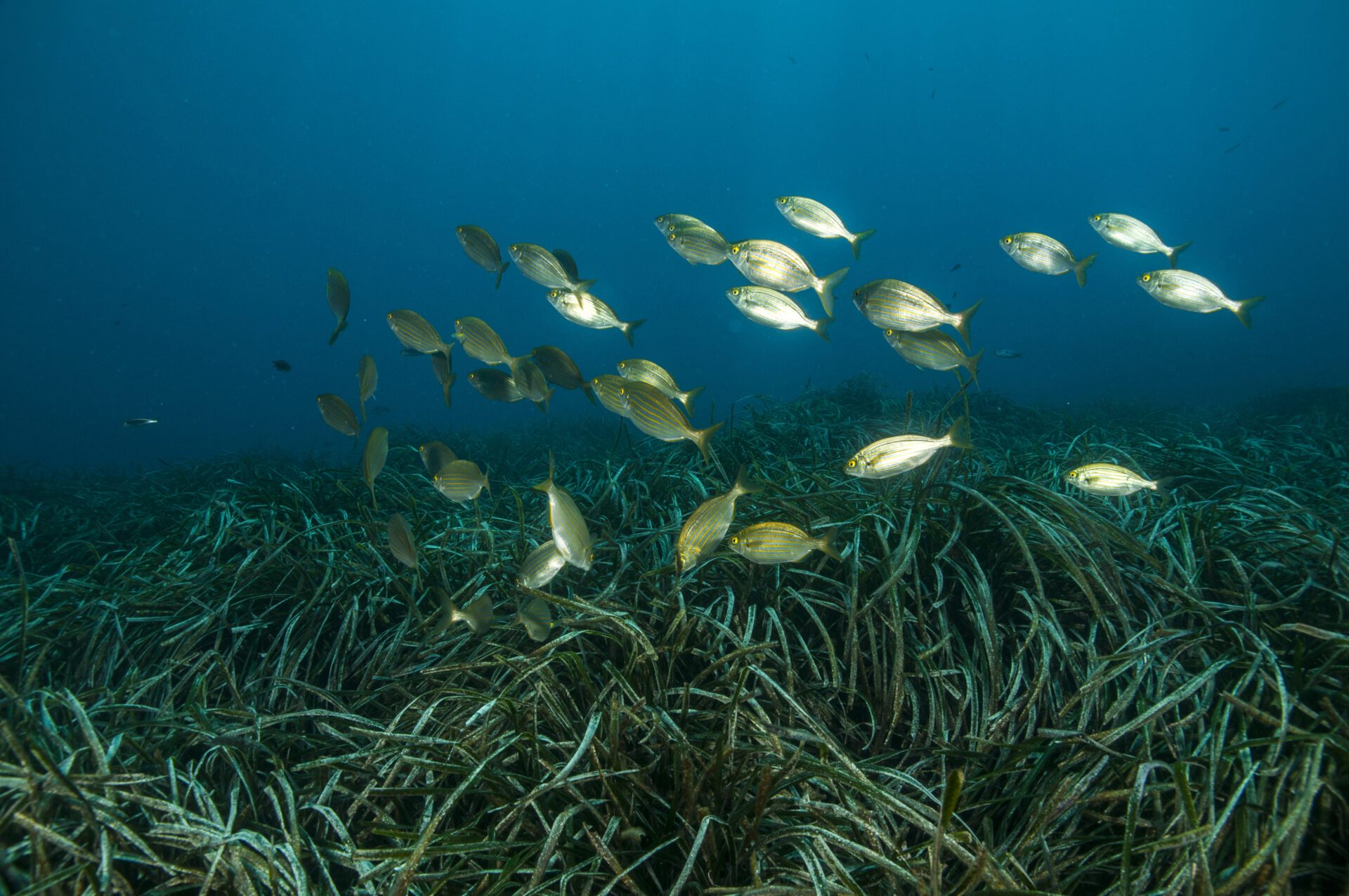El litoral andaluz acoge 117,70 kilómetros cuadrados de praderas marinas, el 60% de ellos de Posidonia