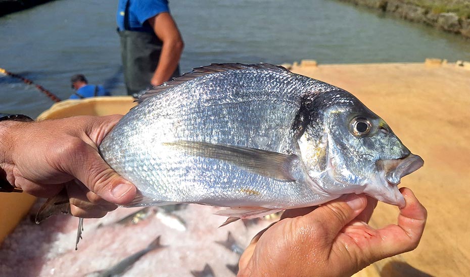 La Junta respalda la inscripción de la Indicación Geográfica Protegida ‘Pescado de Esteros de Andalucía’ en el registro europeo