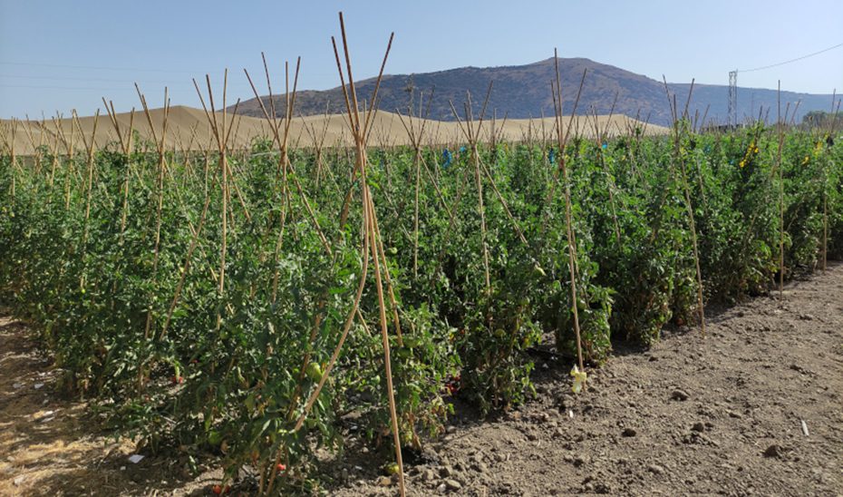 Investigadores andaluces obtienen tomates más saludables con una ‘vacuna natural’ para las plantas