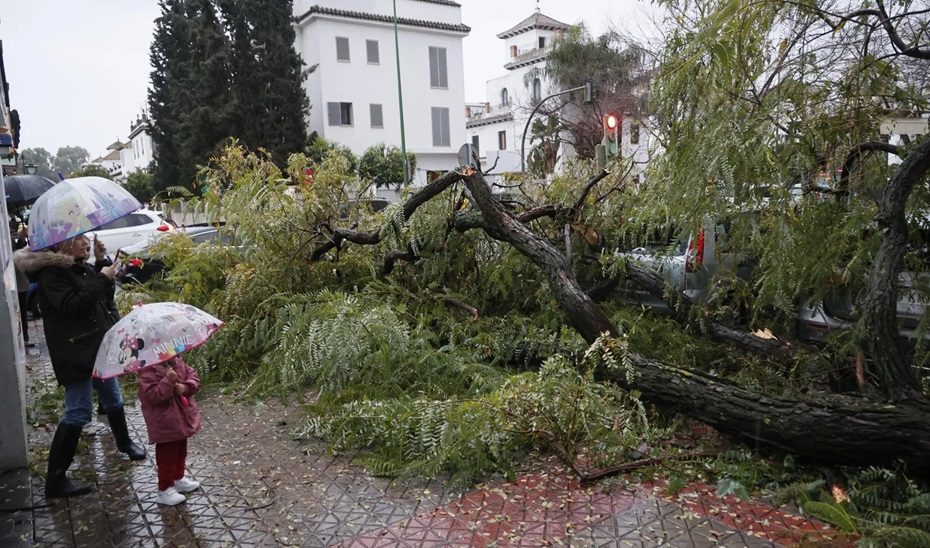El viento causa más de 150 incidencias en la provincia de Sevilla