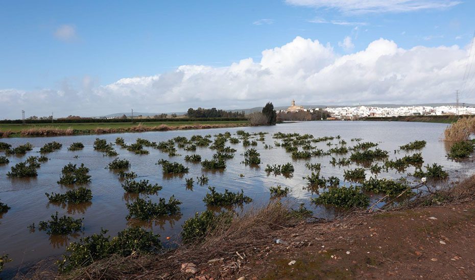 La Junta pide al Gobierno flexibilidades en la PAC y la activación de la reserva agrícola ante los daños por las borrascas