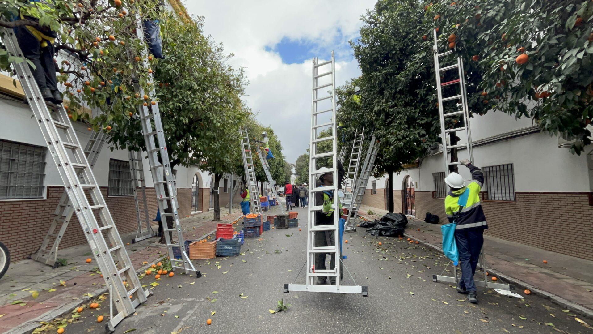 El Ayuntamiento alcanza el 57 % de la campaña de recogida de naranja amarga, condicionada por casi tres semanas consecutivas de lluvias