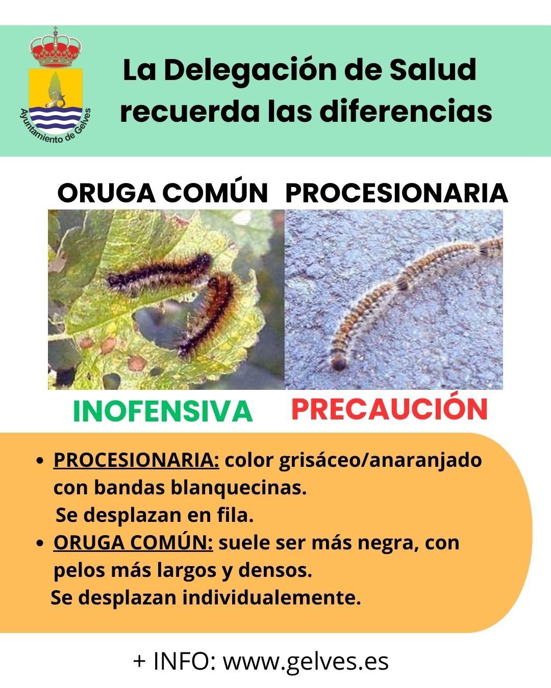 El Ayuntamiento recuerda las diferencias entre la “oruga procesionaria” y la “oruga peluda” o “de los prados”