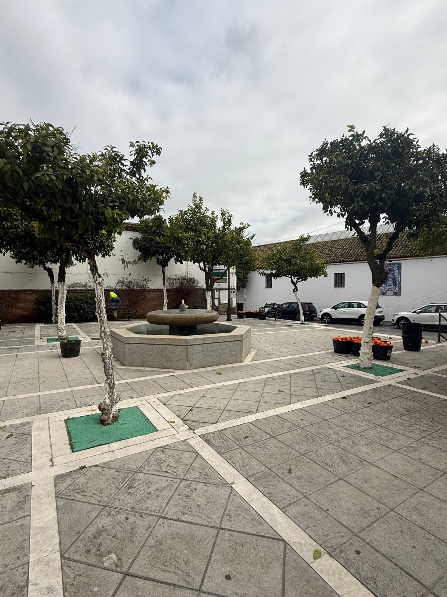 Comienza la recogida de naranjas amargas en Palomares del Río.