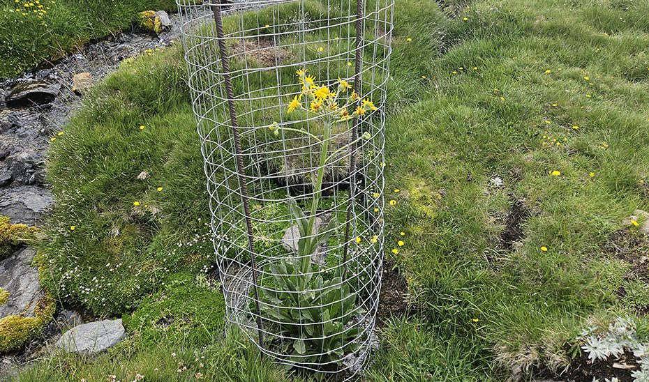 La Junta impulsa la recuperación de cinco especies de flora en peligro en las montañas de Andalucía