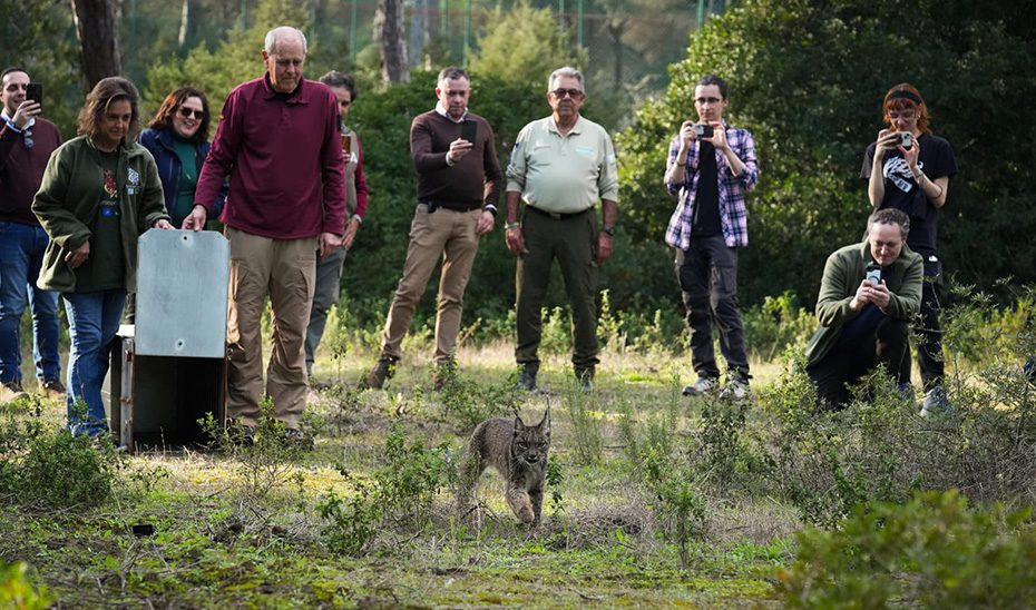 La Junta libera a un nuevo lince ibérico, Walabi, en el Espacio Natural de Doñana