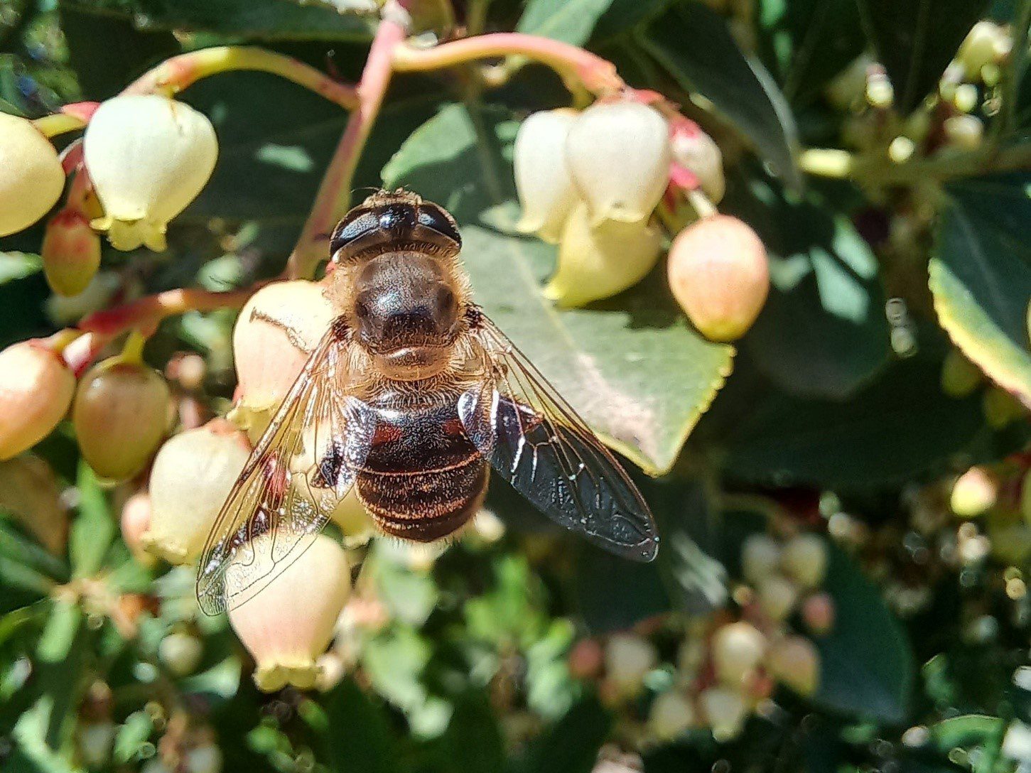 Los parques de la ciudad de Sevilla acogen hasta 155 especies de insectos polinizadores