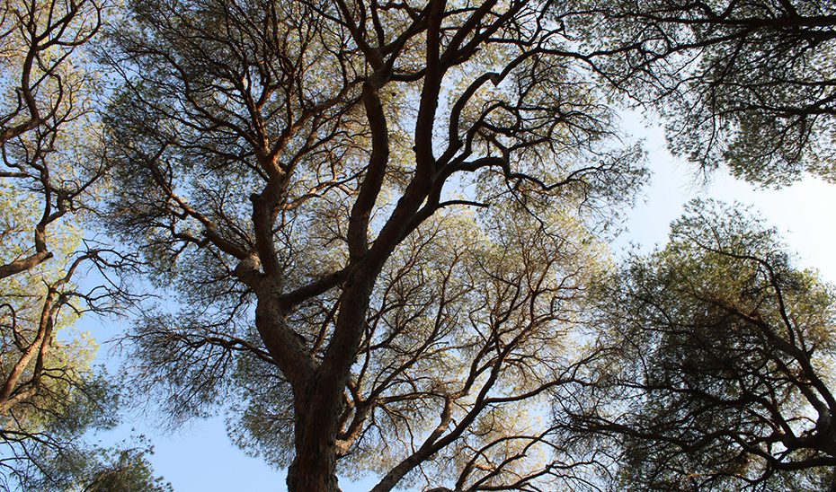 Las políticas de acción climática de la Junta se elevan a 9.363 millones de inversión desde 2021