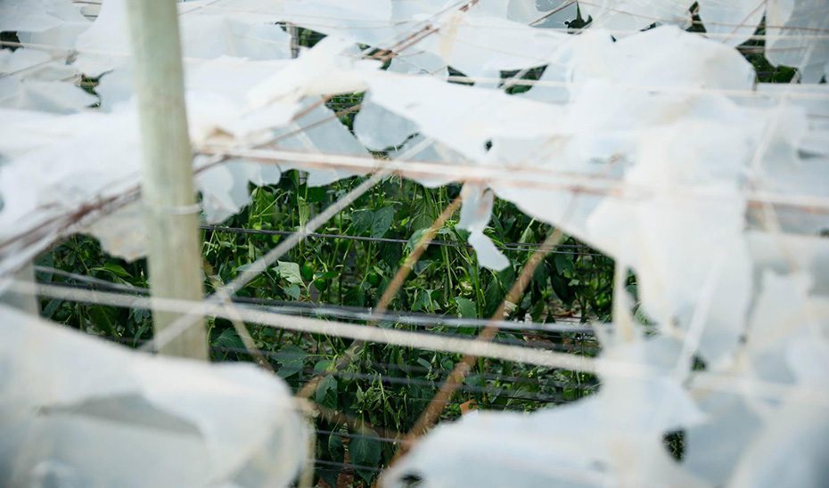 El Consejo de Gobierno aprueba medidas para la restauración del campo y los cauces andaluces