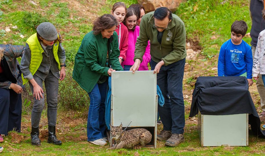 La recuperación del lince ibérico avanza con la liberación de dos ejemplares en Lora del Río