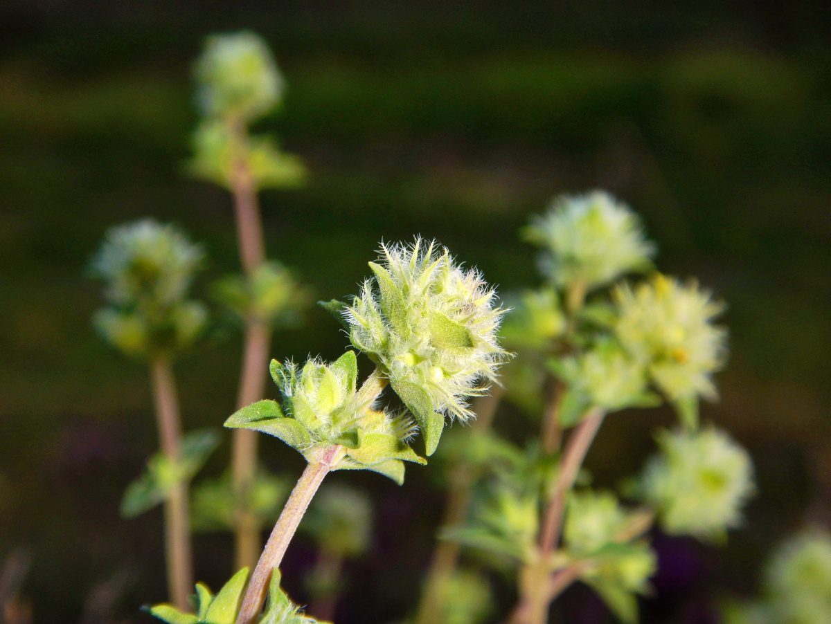 Investigadores de la US revelan la compleja historia evolutiva de los tomillos blancos