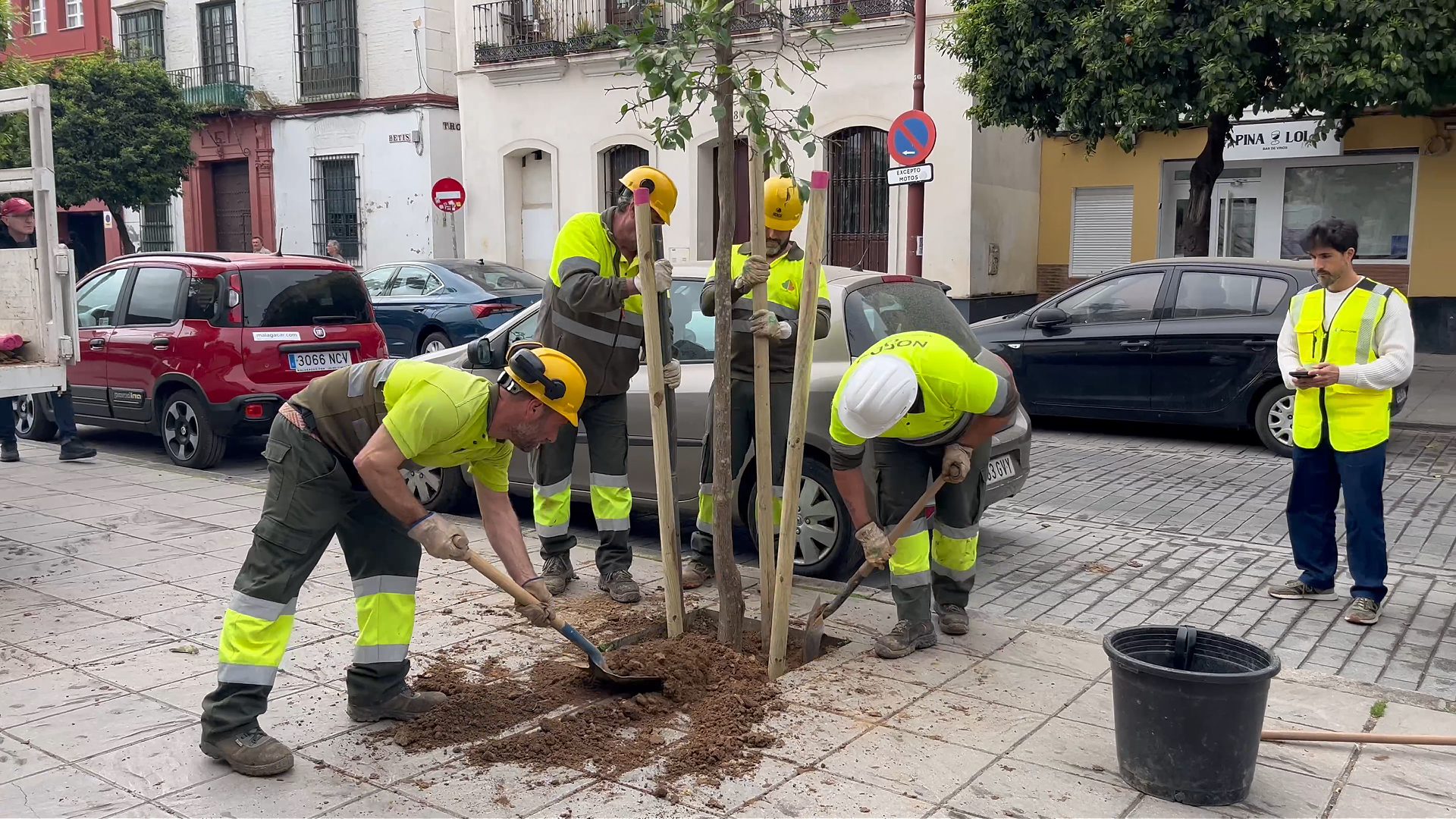 El Gobierno de Sanz impulsa la plantación de más de 700 nuevos árboles y palmeras en Triana