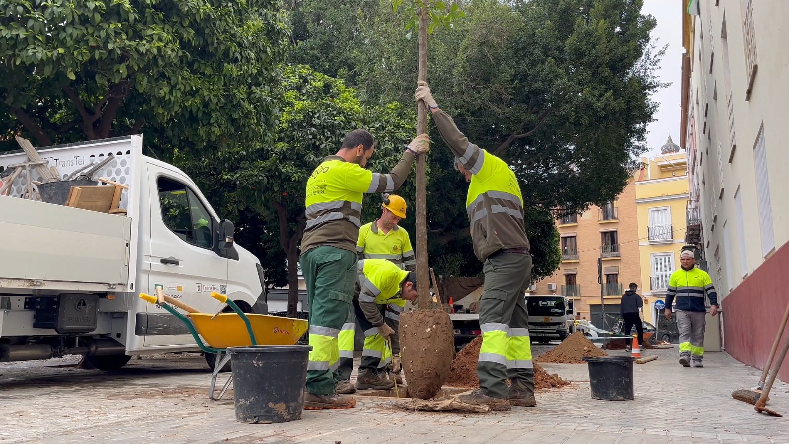 El Ayuntamiento refuerza el patrimonio verde del Casco Antiguo con más de 230 nuevas plantaciones