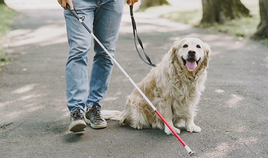 La aplicación informática del Registro de Perros de Asistencia de Andalucía entra en funcionamiento