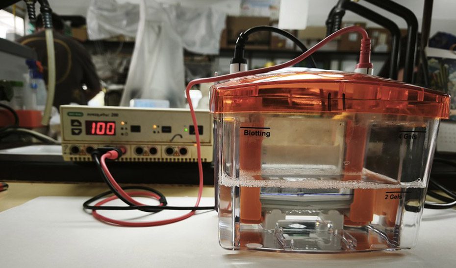 Un compuesto del aceite de oliva virgen extra reduce la inflamación en varios tipos de artritis