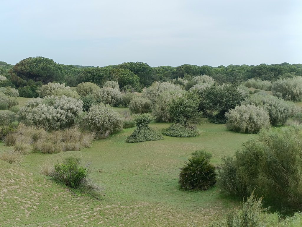 Un estudio de la US advierte de la expansión invasora de la retama blanca en el Parque Nacional de Doñana