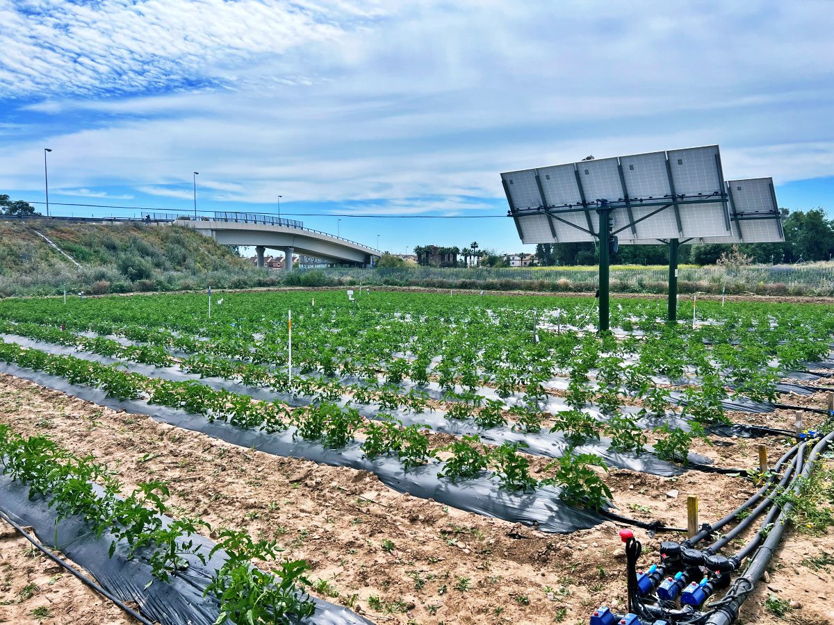 Desarrollan un sistema que permite ahorrar agua, producir energía y hacer más sostenible el cultivo de tomates