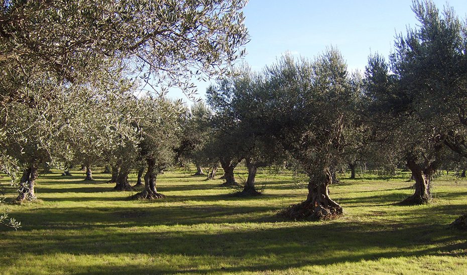 Abierto el plazo para inscribirse en la jornada demostrativa de olivar de ‘Demofarm Andalucía’