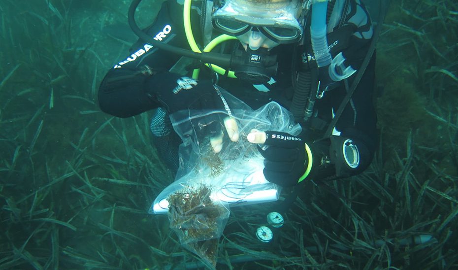 Investigadores andaluces confirman que el alga asiática se expande mediante reproducción asexual