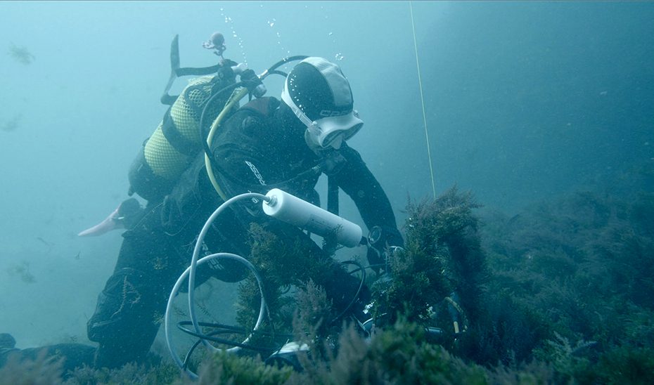 Andalucía desarrolla un sistema para detectar cetáceos en el Estrecho a través de sus silbidos
