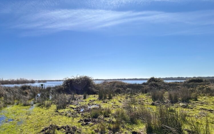 Un estudio de la UPO confirma la transición de la laguna de Santa Olalla hacia un régimen estacional   El trabajo, publicado en ‘Hydrogeology Journal’, analiza diez años de datos y concluye que la última laguna peridunar permanente de Doñana ha reducido su hidroperiodo por la disminución de las lluvias y el aumento de las temperaturas