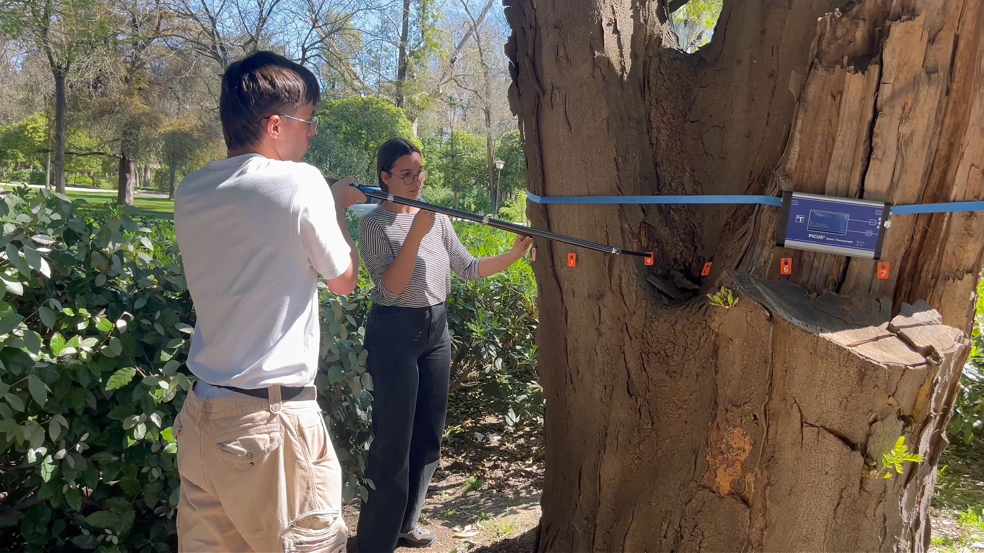 El Ayuntamiento realiza 13 revisiones internas del arbolado mediante tomografía sónica en lo que va de 2026