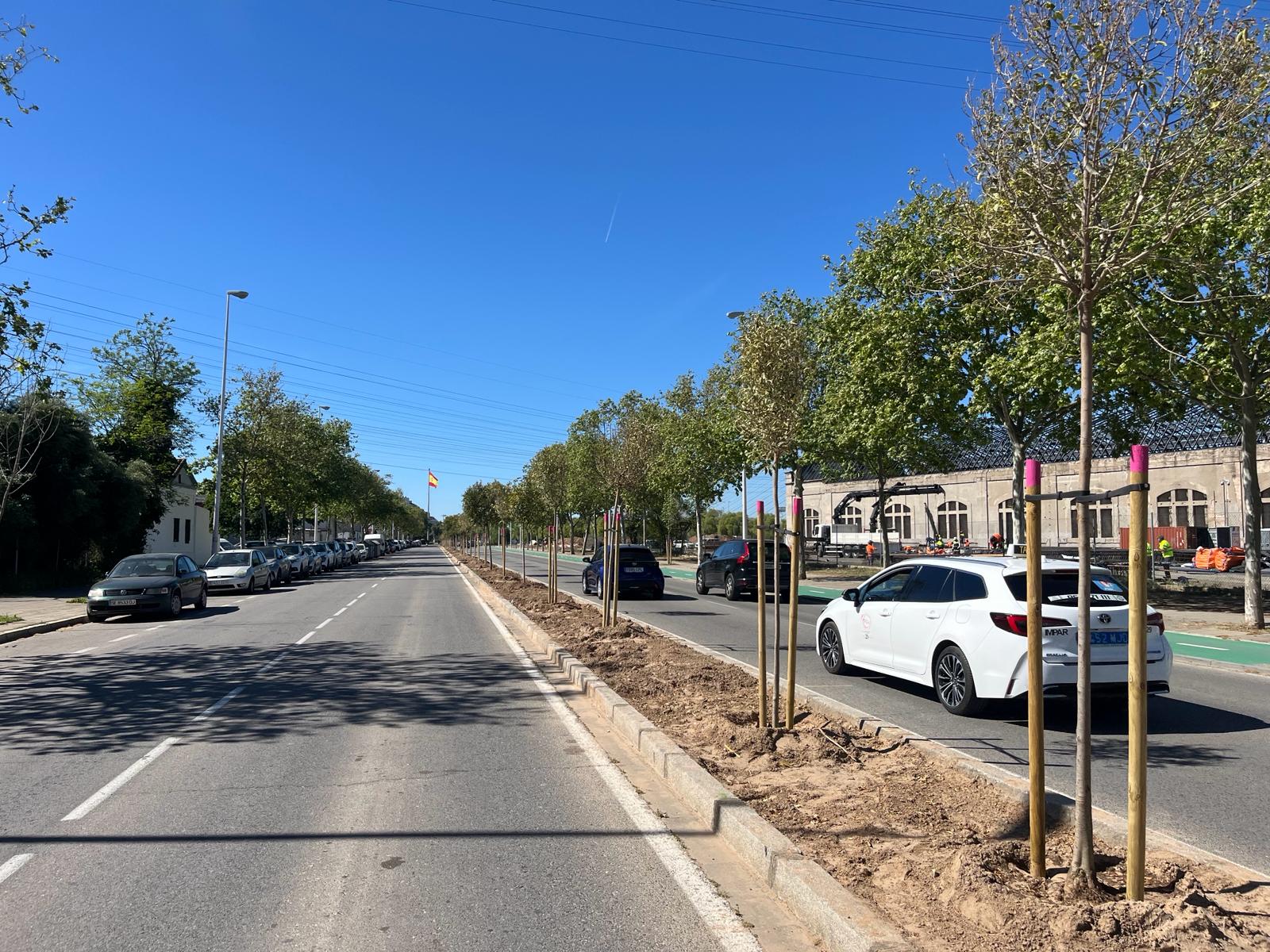 Avanza el reajardinamiento de la mediana de San Jerónimo con la plantación de 81 árboles