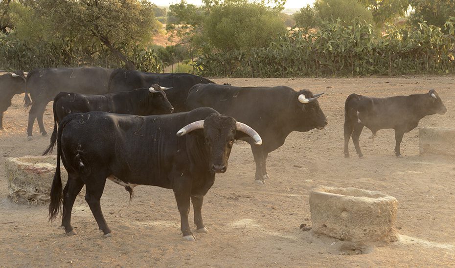Iniciada la tramitación de la primera Estrategia Andaluza de la Tauromaquia 2030