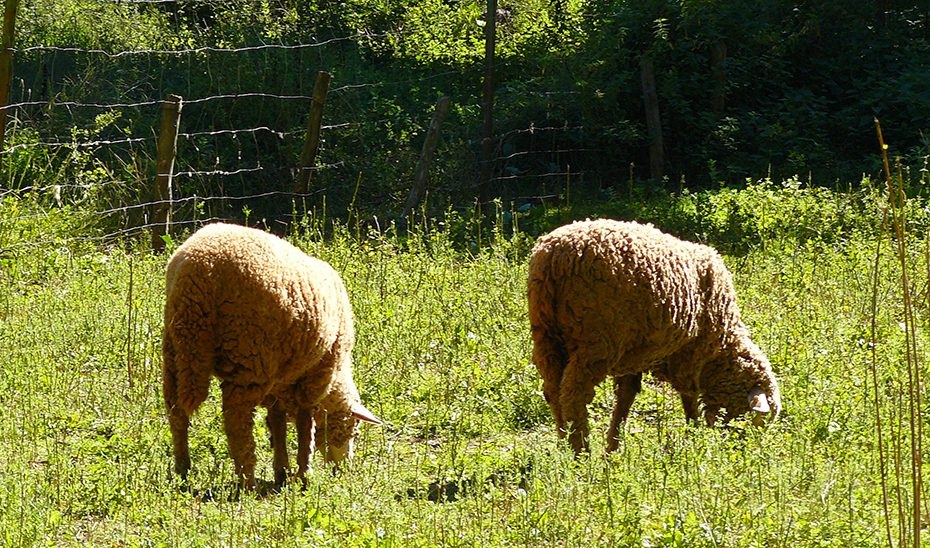 El Consejo de Gobierno aprueba la primera Estrategia Andaluza de la Ganadería Extensiva