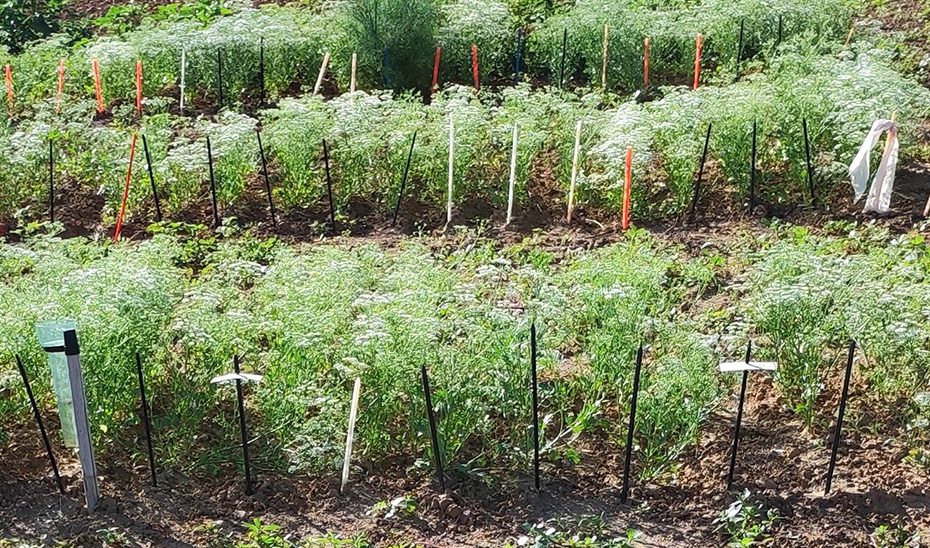 Investigadores andaluces identifican cinco tipos de semillas de anís con potencial para cultivar en España