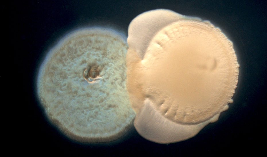 Un estudio demuestra que las bacterias del suelo interactúan y mejoran el crecimiento de los cultivos